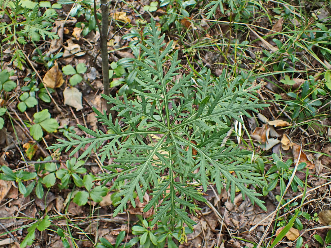 Image of Artemisia medioxima specimen.