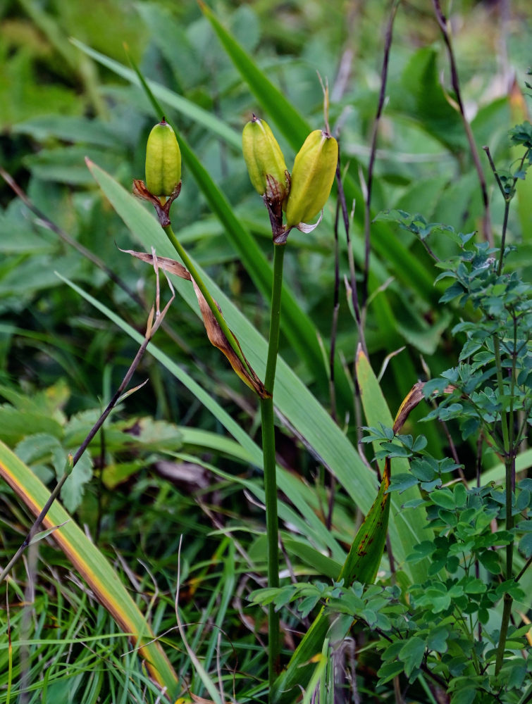 Image of Iris setosa specimen.