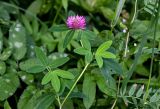 Trifolium medium