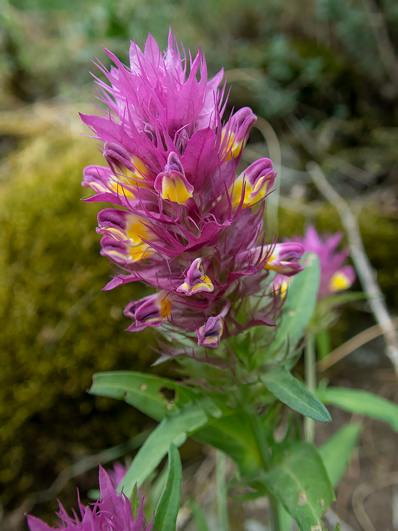 Image of Melampyrum arvense specimen.