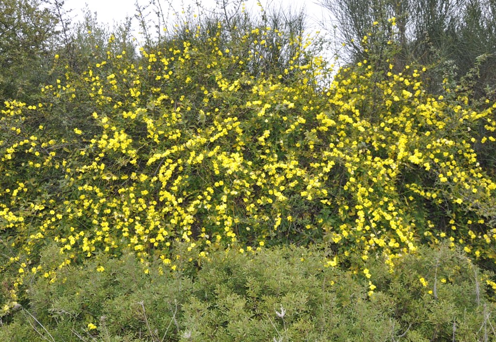 Image of Jasminum mesnyi specimen.