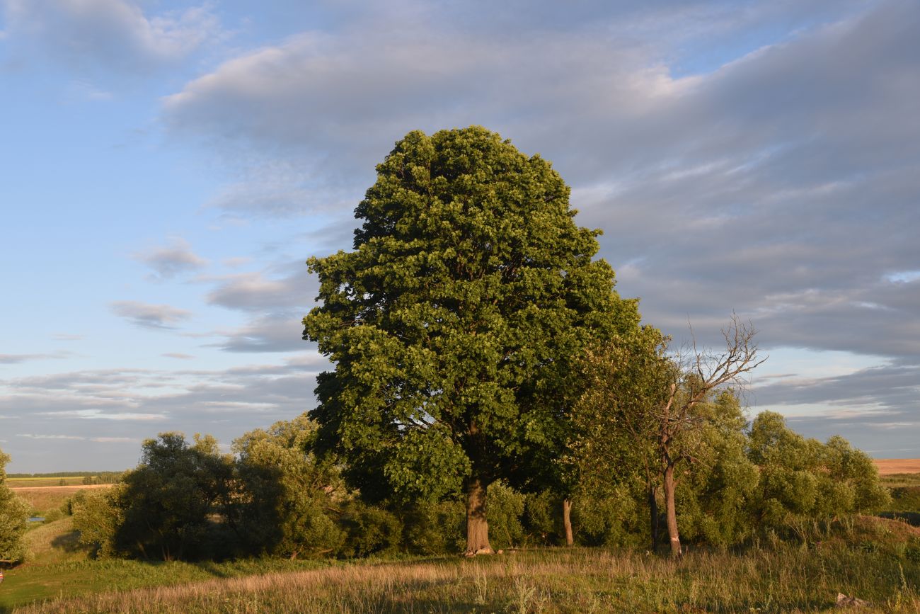 Image of Acer platanoides specimen.
