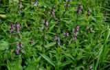 Stachys palustris