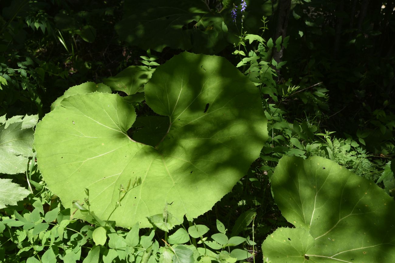 Image of genus Petasites specimen.
