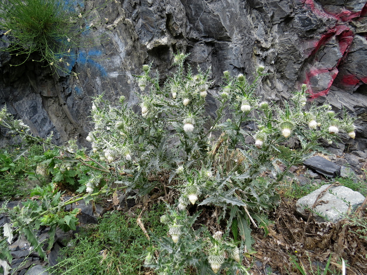 Image of Cirsium echinus specimen.