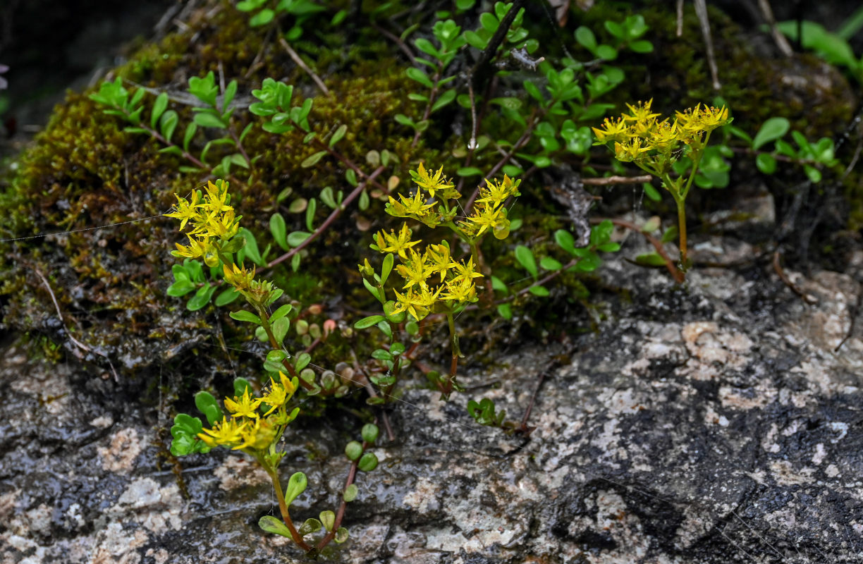 Изображение особи Sedum bulbiferum.