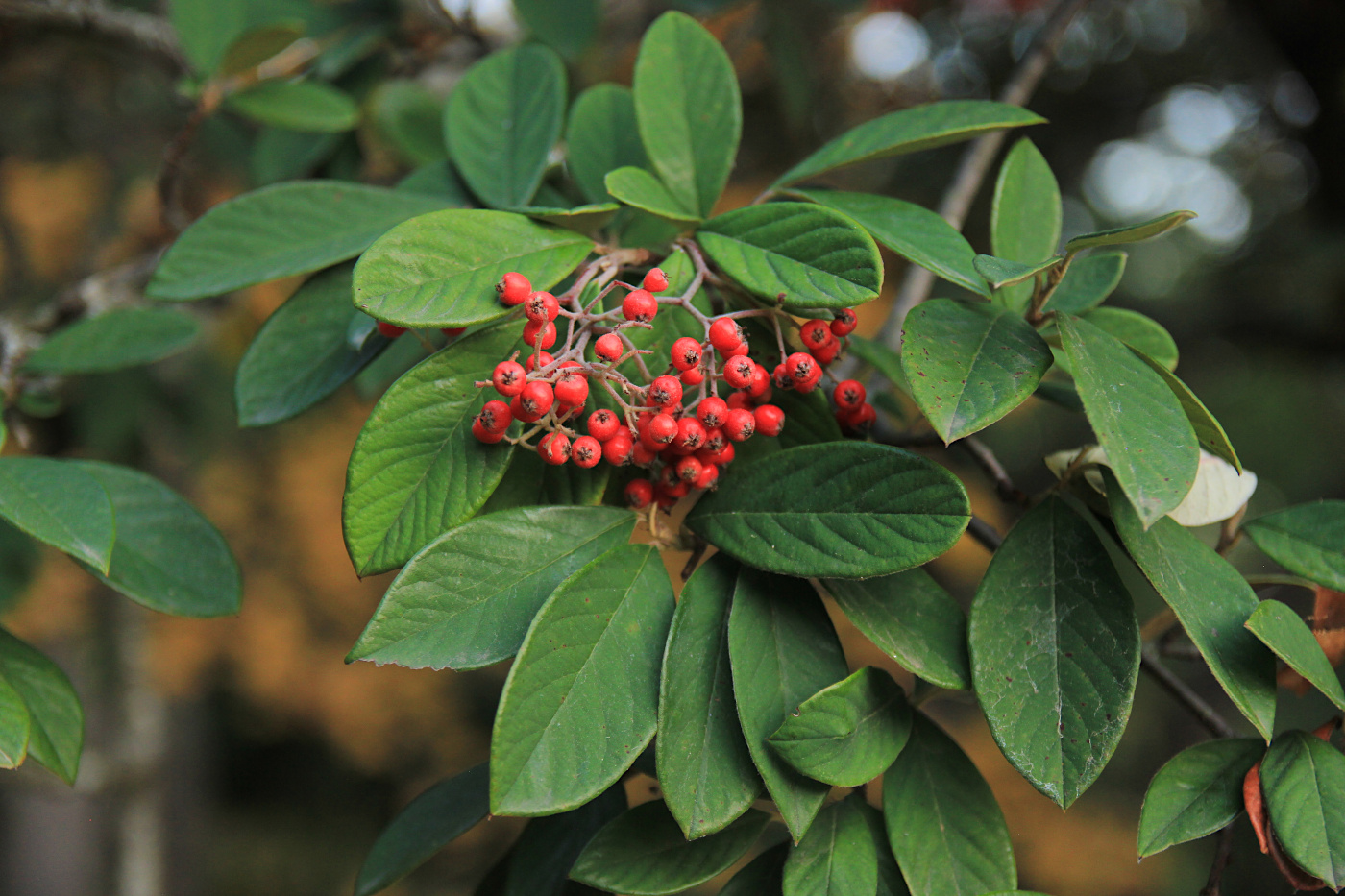 Изображение особи Cotoneaster coriaceus.