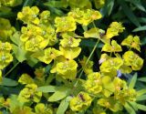 Euphorbia virgata