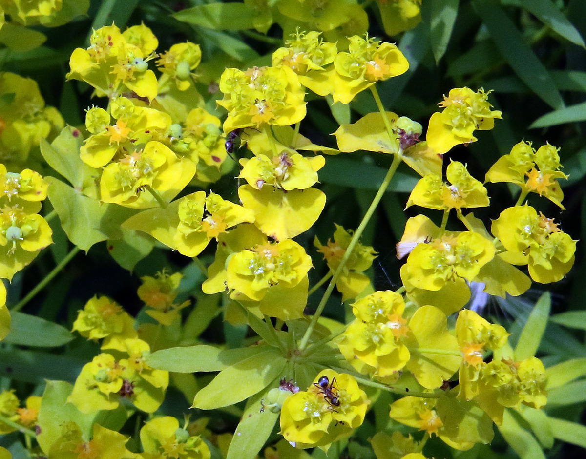 Image of Euphorbia virgata specimen.