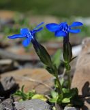 Gentiana uniflora