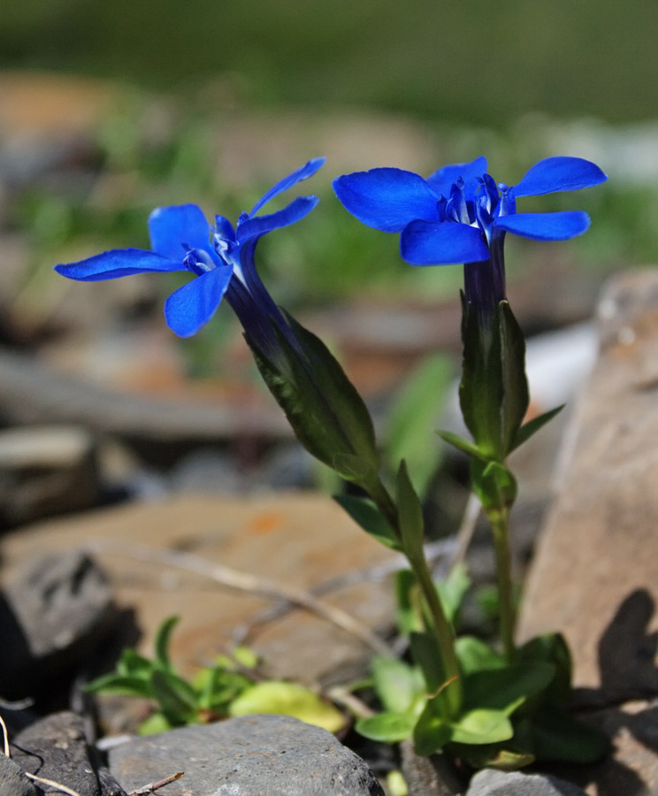 Image of Gentiana uniflora specimen.