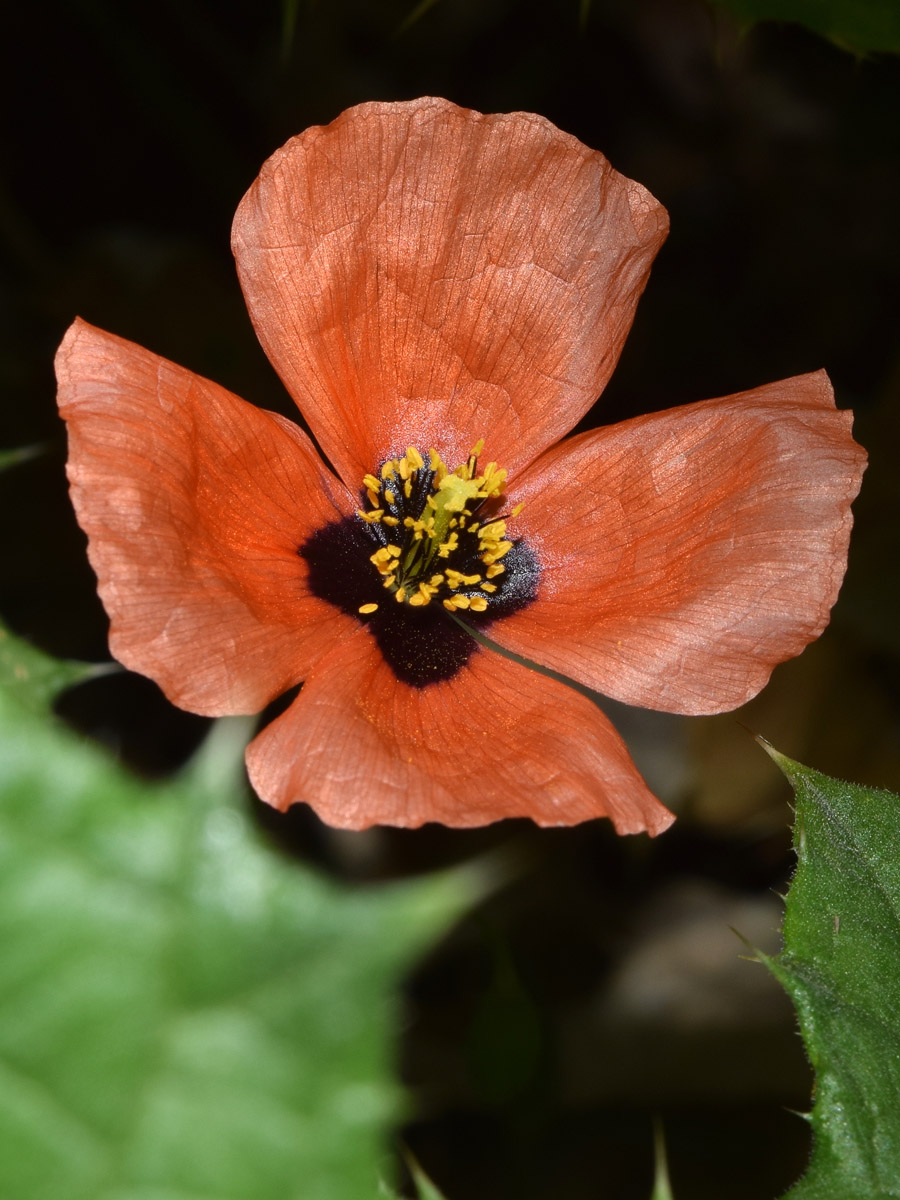Image of Roemeria refracta specimen.