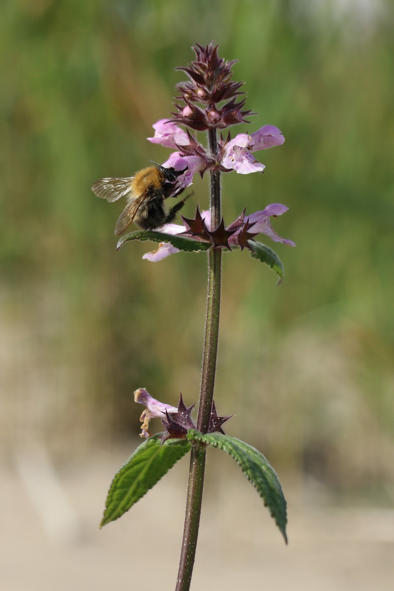 Изображение особи Stachys palustris.