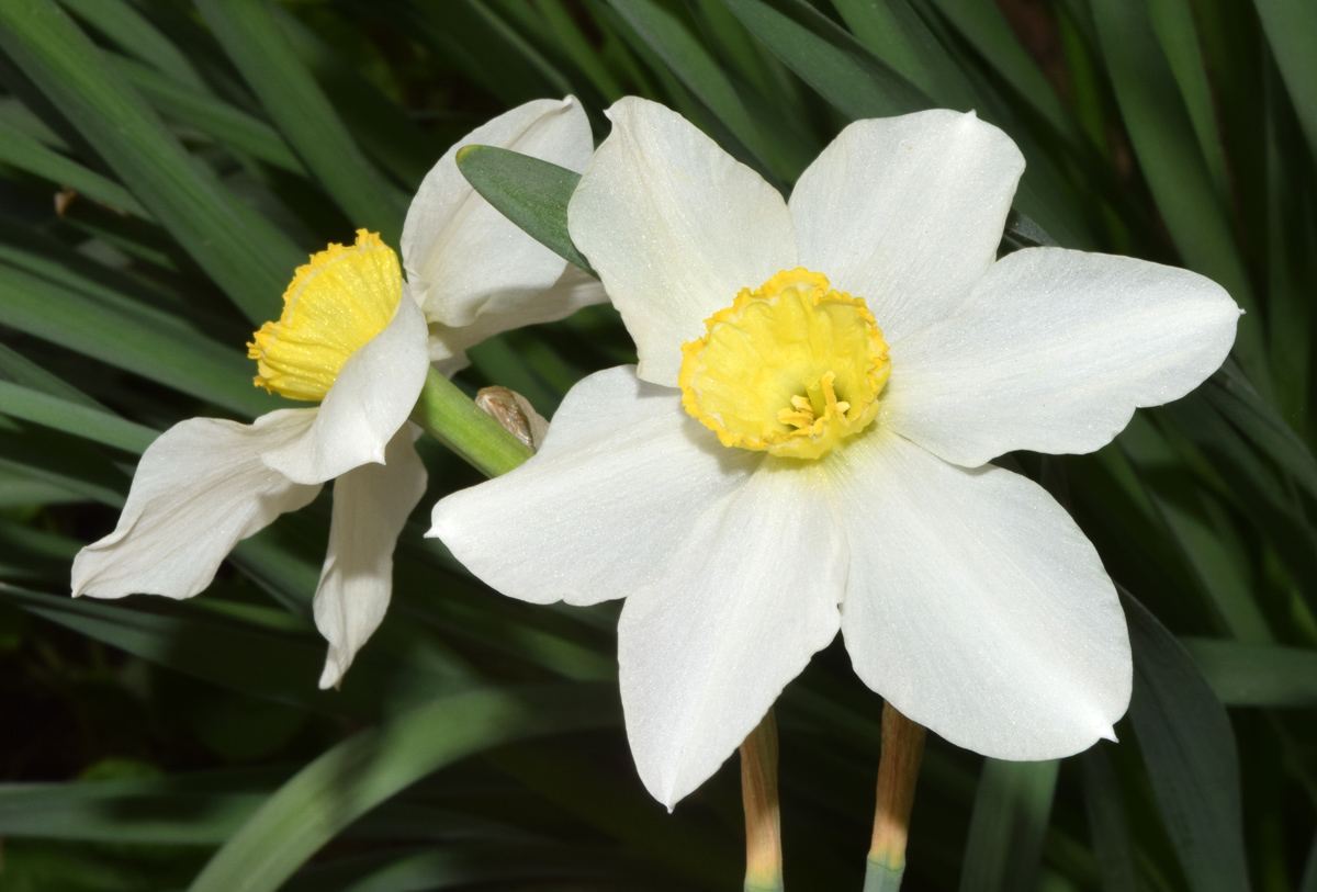 Изображение особи Narcissus &times; incomparabilis.