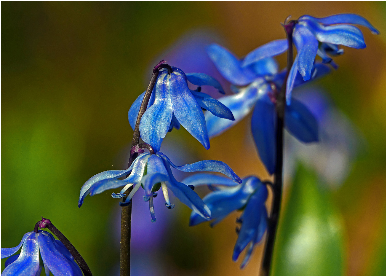 Изображение особи Scilla siberica.