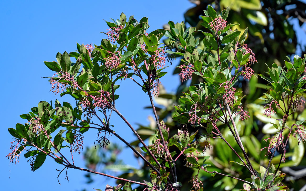 Изображение особи Arbutus unedo.