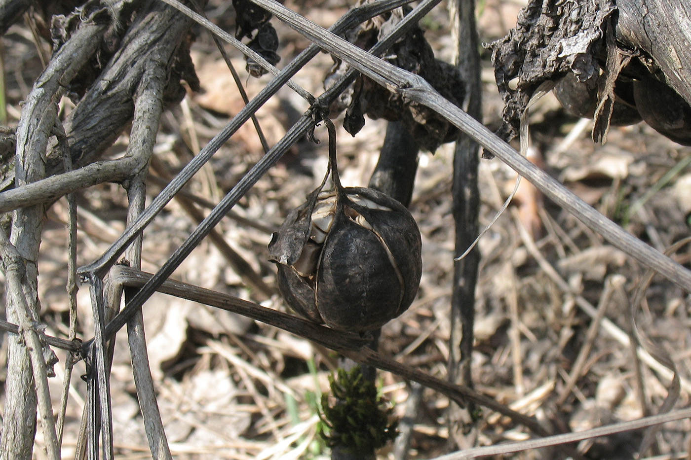 Image of Aristolochia clematitis specimen.