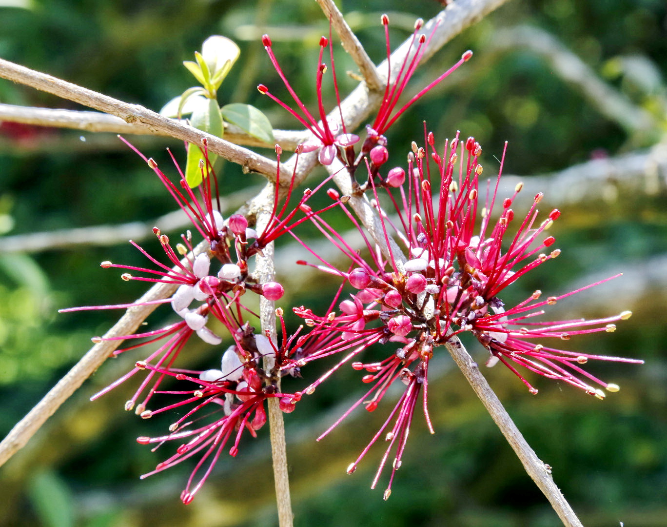 Image of Myrrhinium atropurpureum specimen.