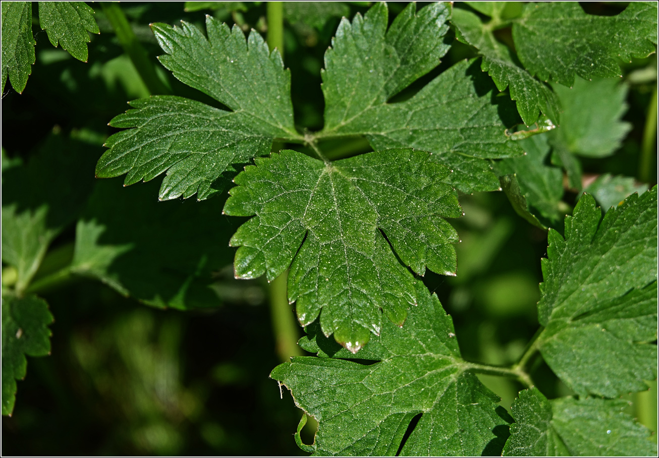 Image of Ranunculus repens specimen.