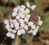 Aethionema saxatile ssp. graecum