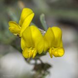 Medicago saxatilis. Соцветие. Крым, Бахчисарайский р-н, окр. с. Танковое, берег водохранилища, известняковый склон. 05.06.2025.