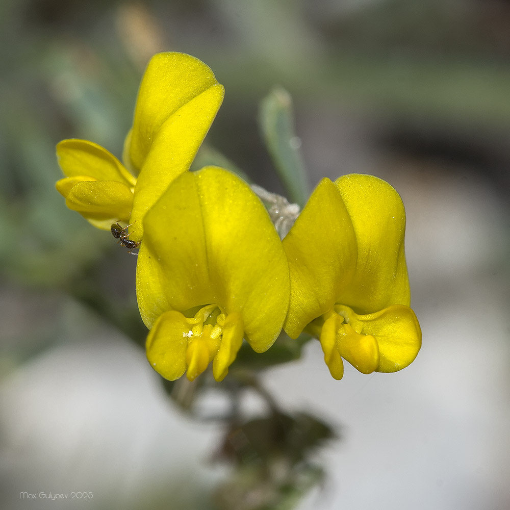 Изображение особи Medicago saxatilis.