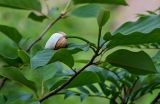 Magnolia sieboldii