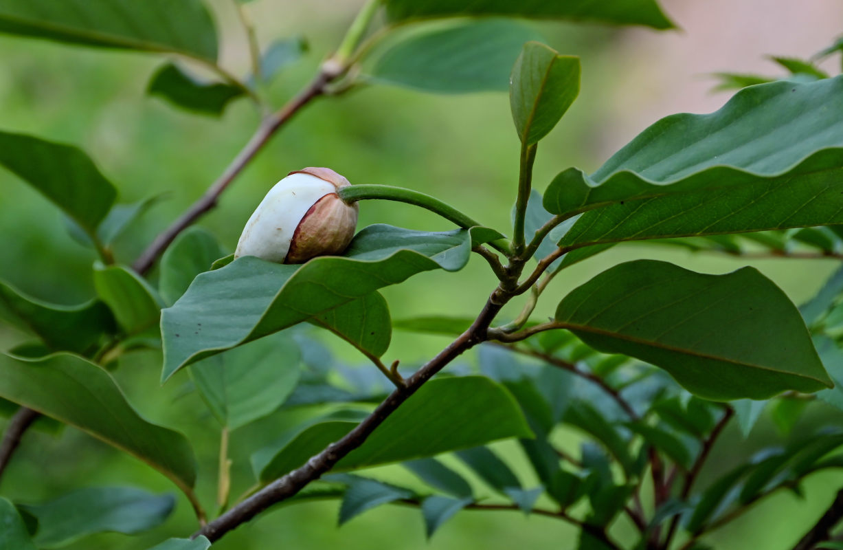 Image of Magnolia sieboldii specimen.
