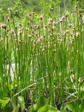 Eleocharis meridionalis. Цветущие растения. Казахстан, Жамбылская обл., Жуалынский р-н, запов. \"Аксу-Джабаглы\"; Таласский Алатау, ущ. Коксай, ≈ 2200 м н.у.м., высохший весенний саз по дну ущелья. 1 июня 2025 г.