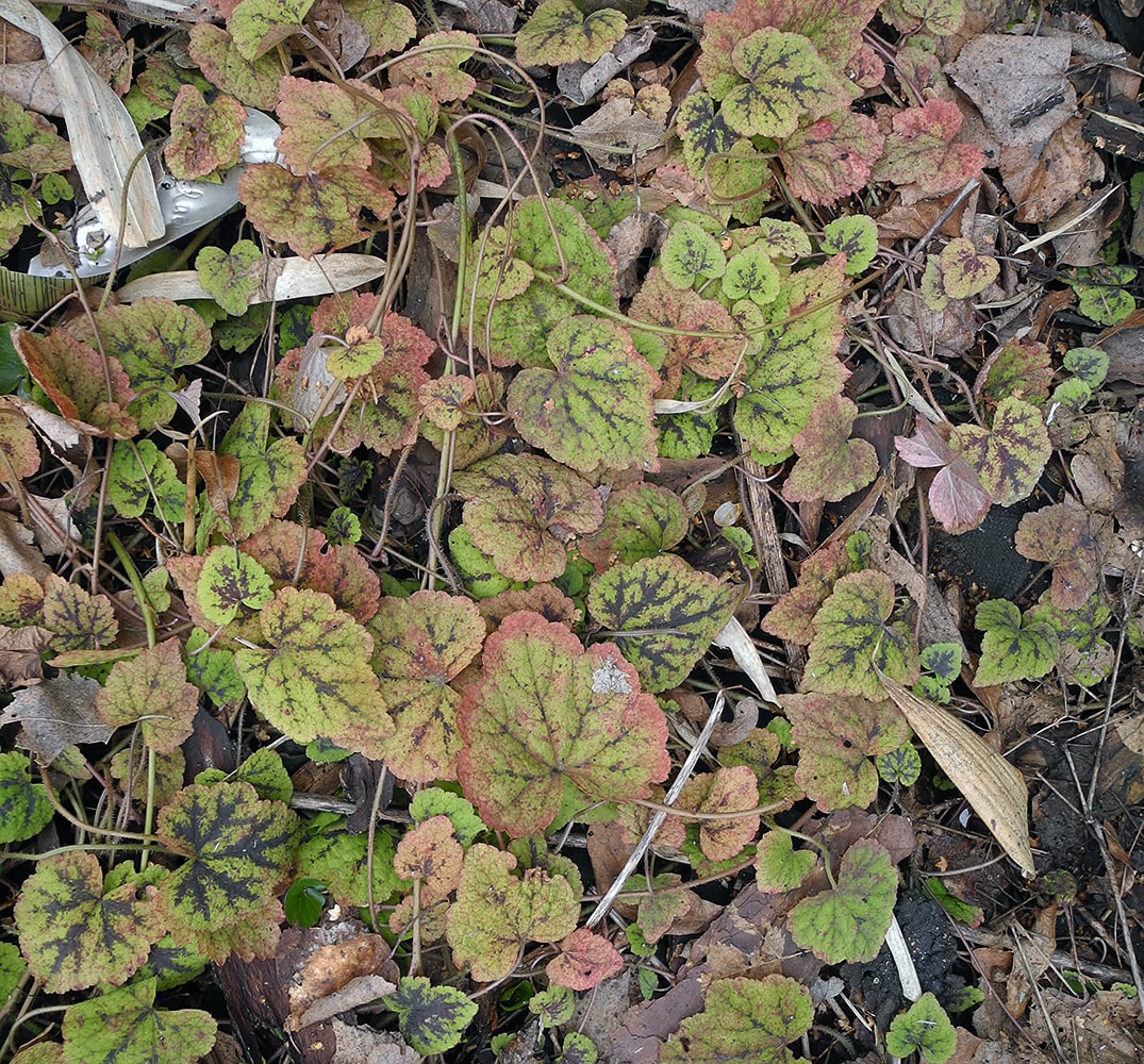 Image of genus Tiarella specimen.