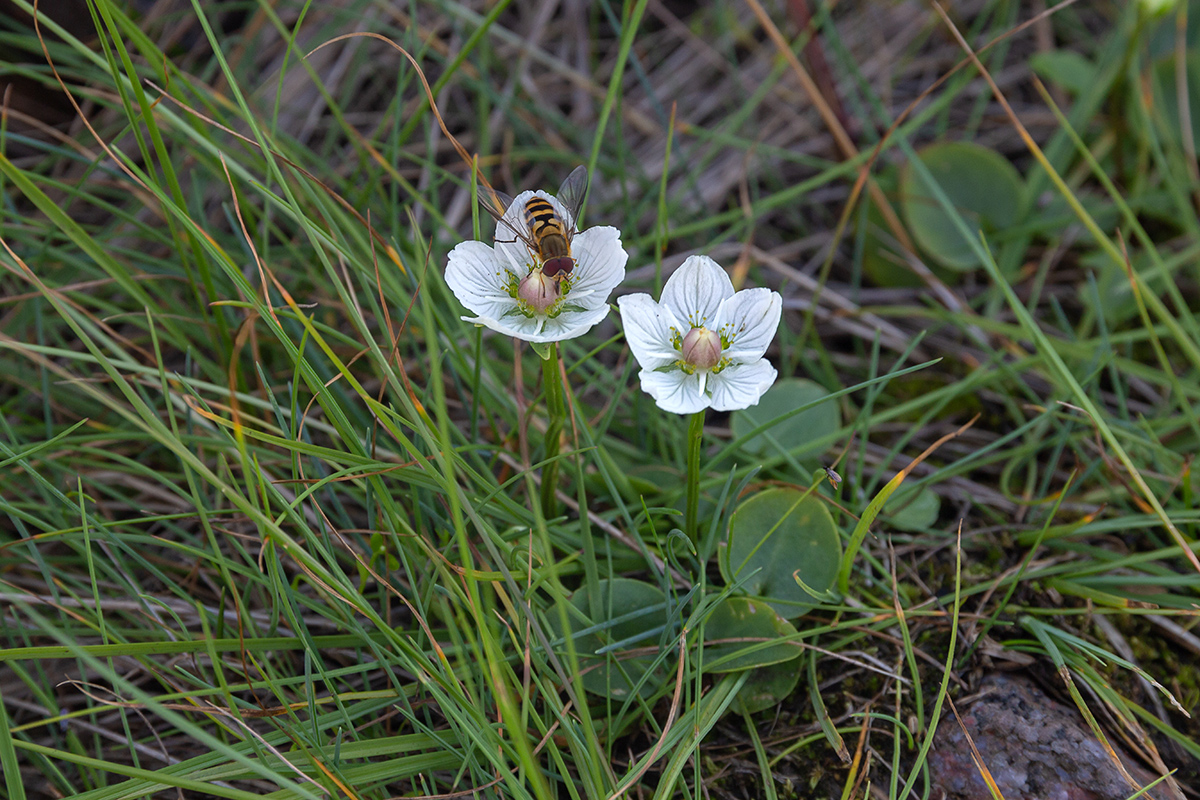 Изображение особи Parnassia palustris.