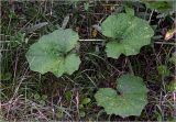 Tussilago farfara. Листья. Московская обл., Раменский р-н, окр. дер. Хрипань, садовый участок. 18.08.2025.
