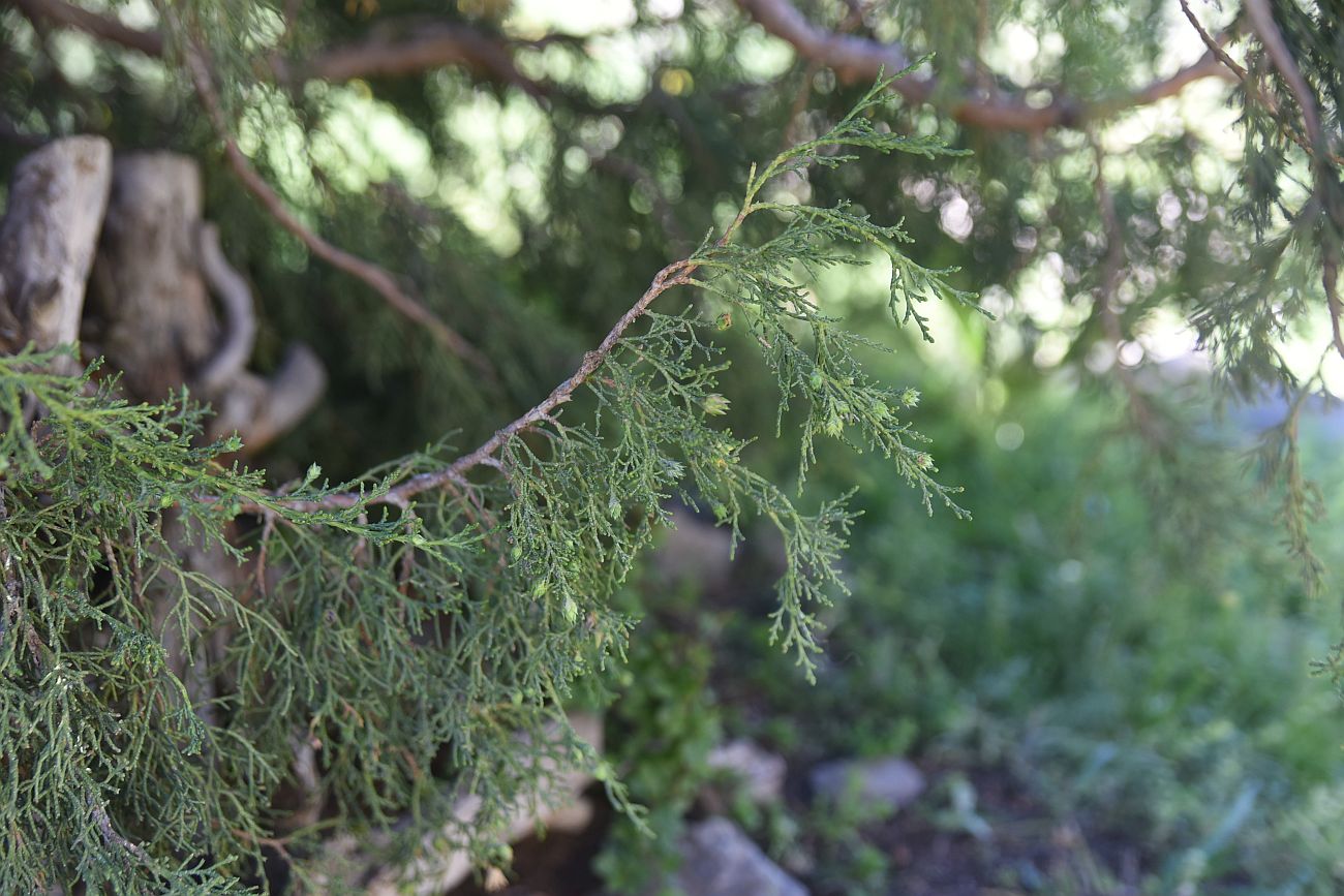 Image of genus Juniperus specimen.