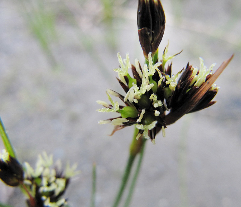 Изображение особи род Juncus.