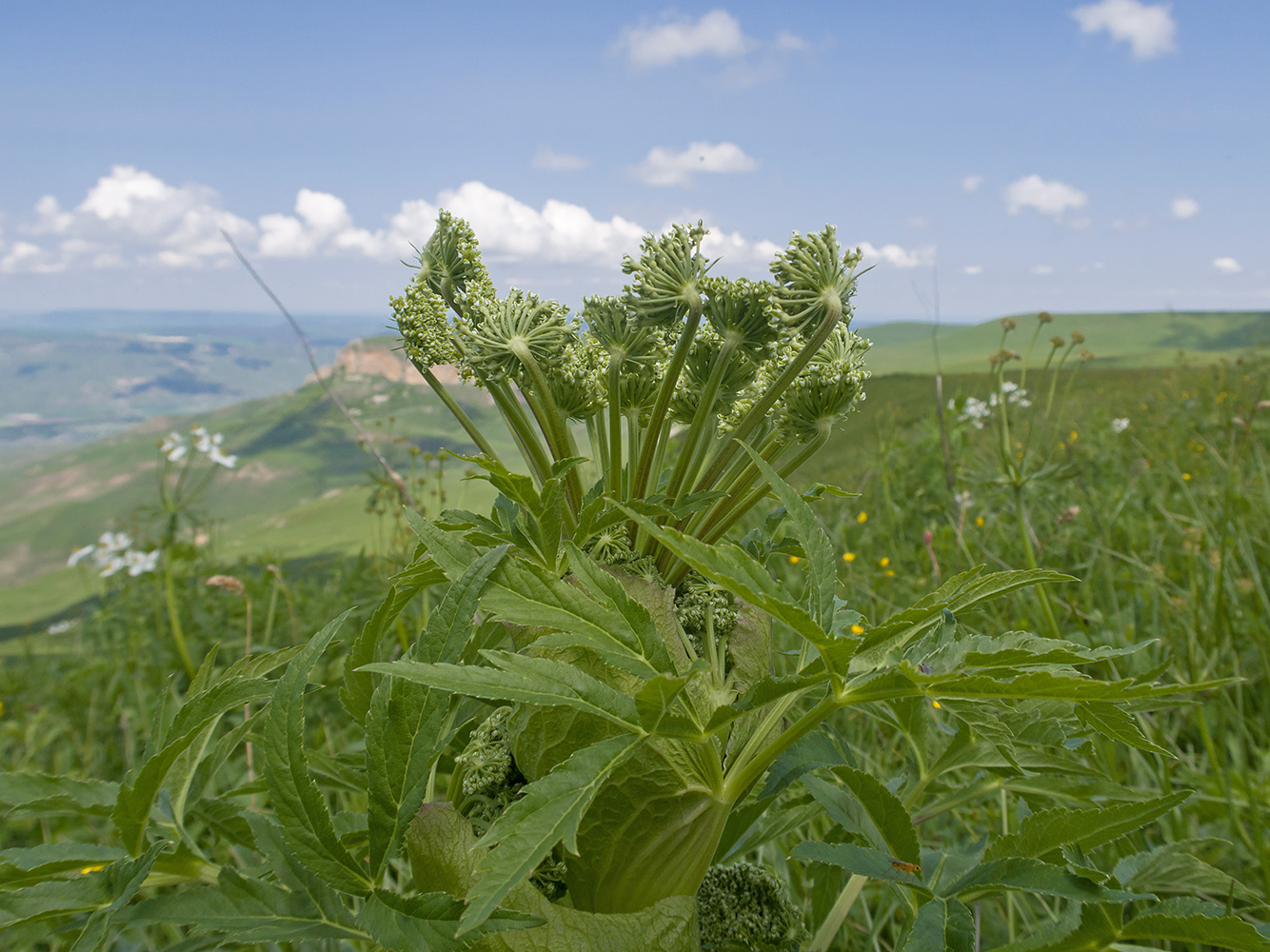 Image of familia Apiaceae specimen.