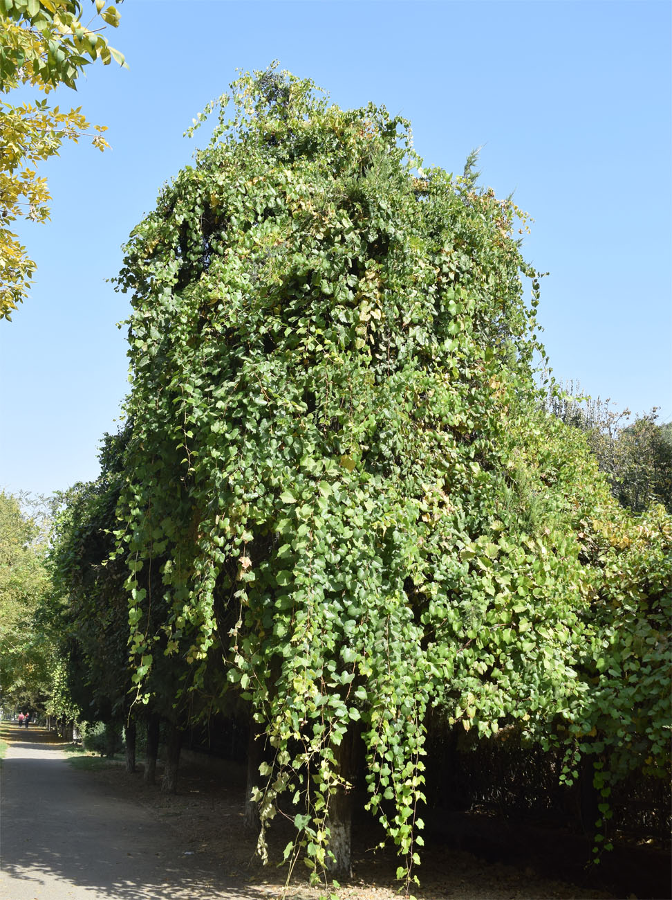 Изображение особи Vitis acerifolia.