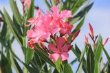 Смотреть изображение Nerium oleander