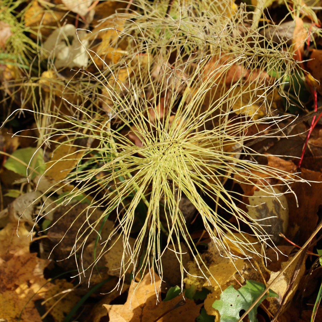 Image of Equisetum pratense specimen.