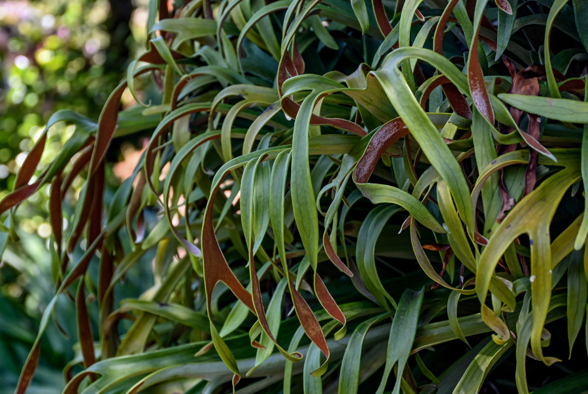 Image of Platycerium bifurcatum specimen.