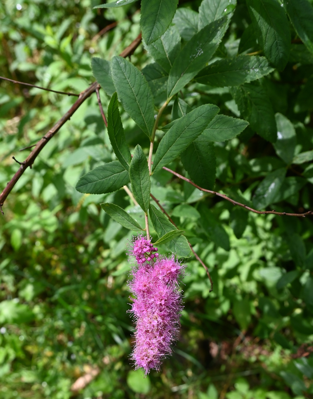 Image of genus Spiraea specimen.