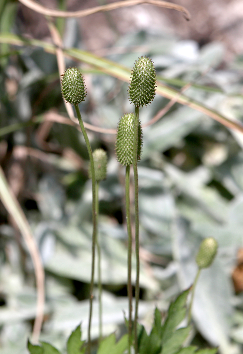 Image of Anemone cylindrica specimen.