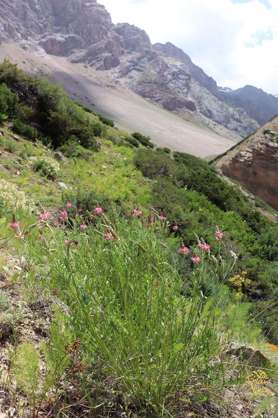 Изображение особи Onobrychis arenaria.