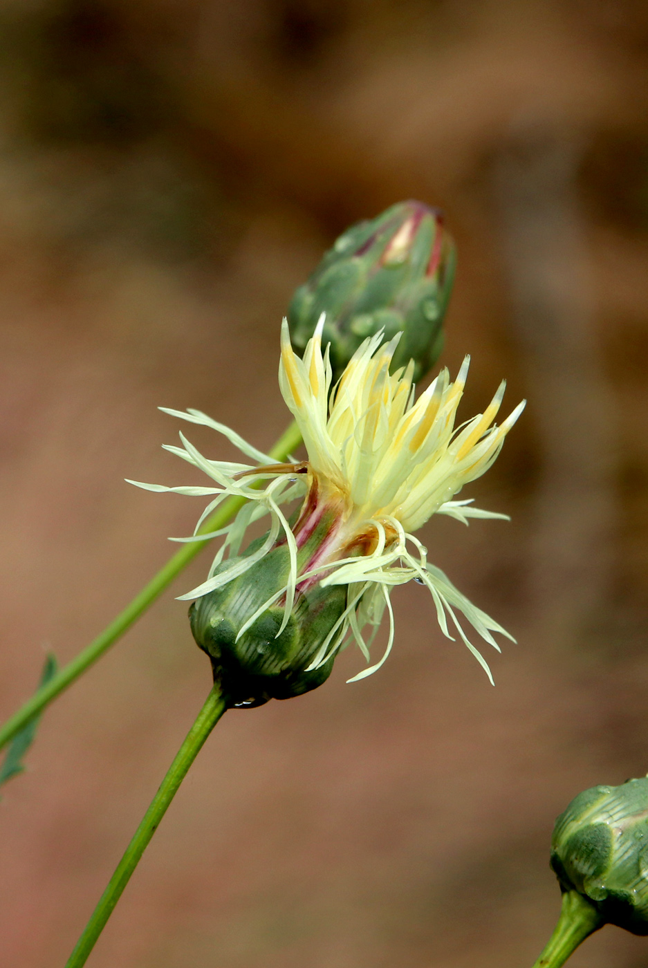 Изображение особи Rhaponticoides ruthenica.