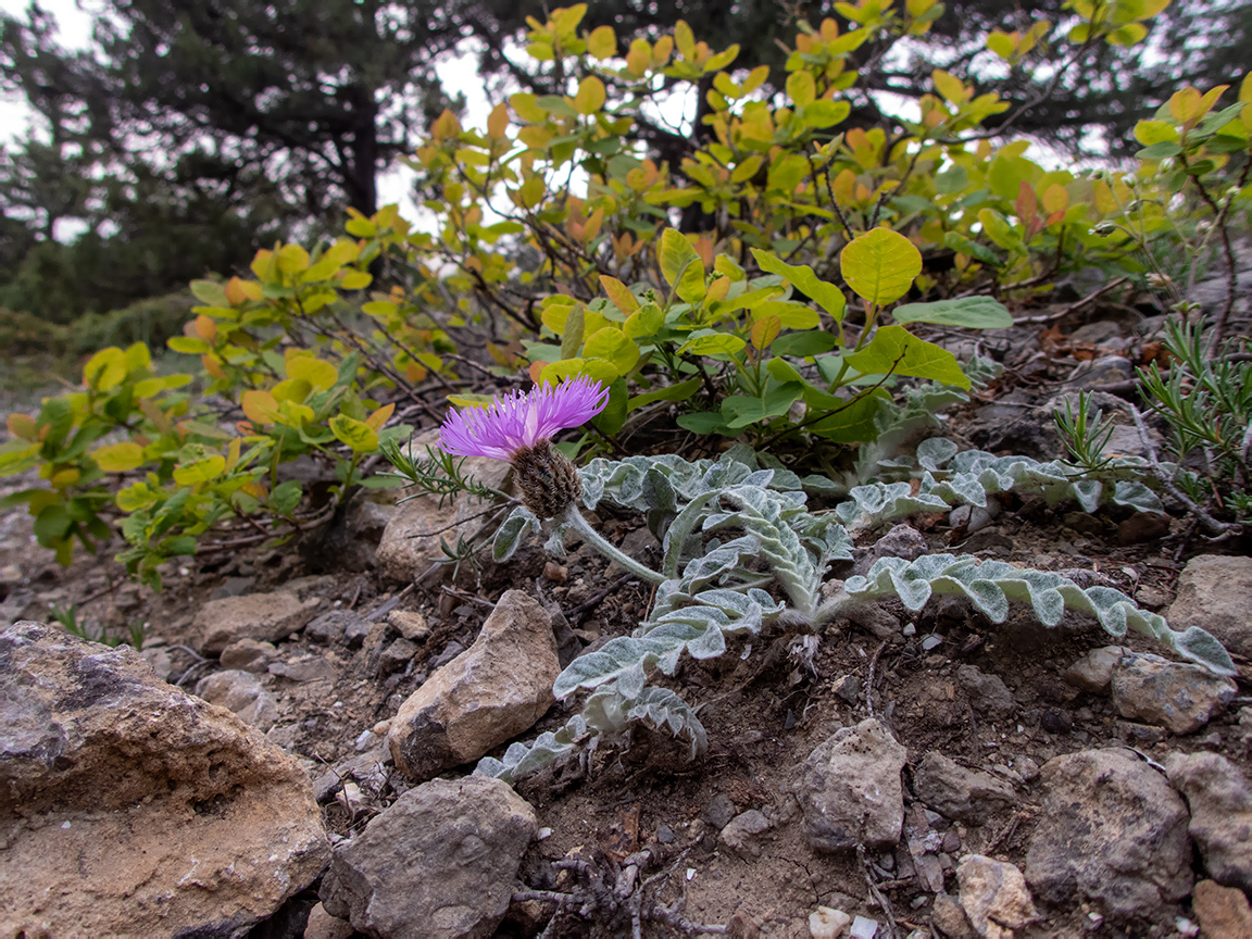 Изображение особи Psephellus declinatus.