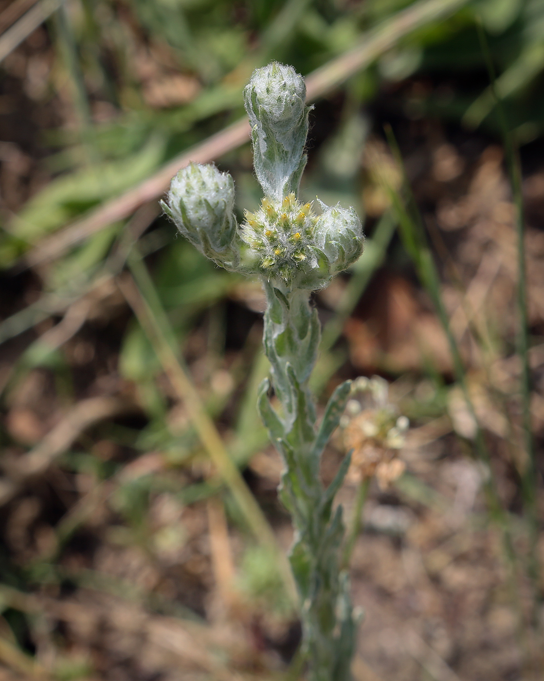 Image of Filago germanica specimen.