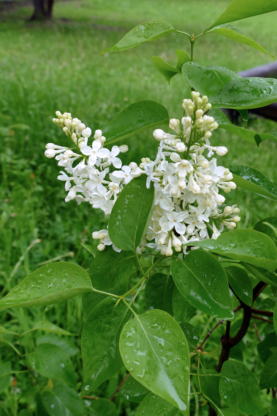 Изображение особи Syringa vulgaris.