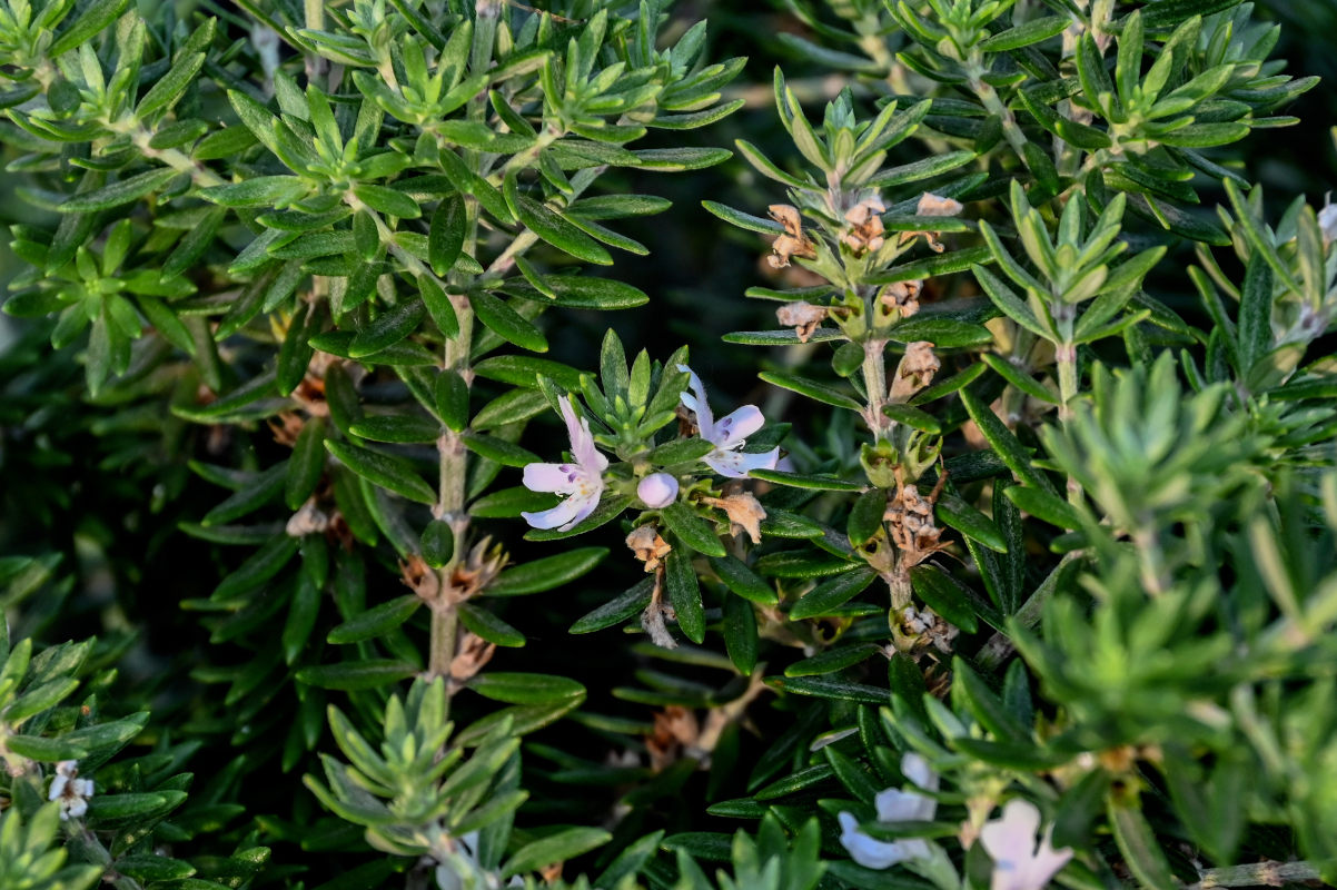 Изображение особи Westringia fruticosa.