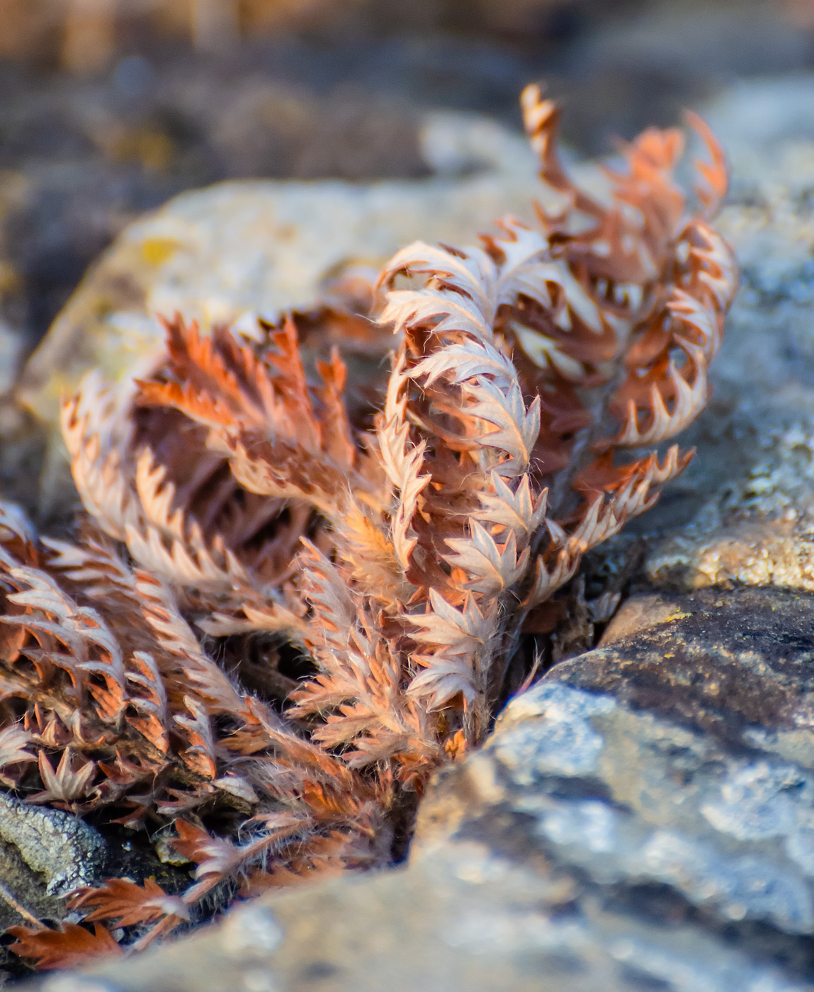 Изображение особи род Potentilla.