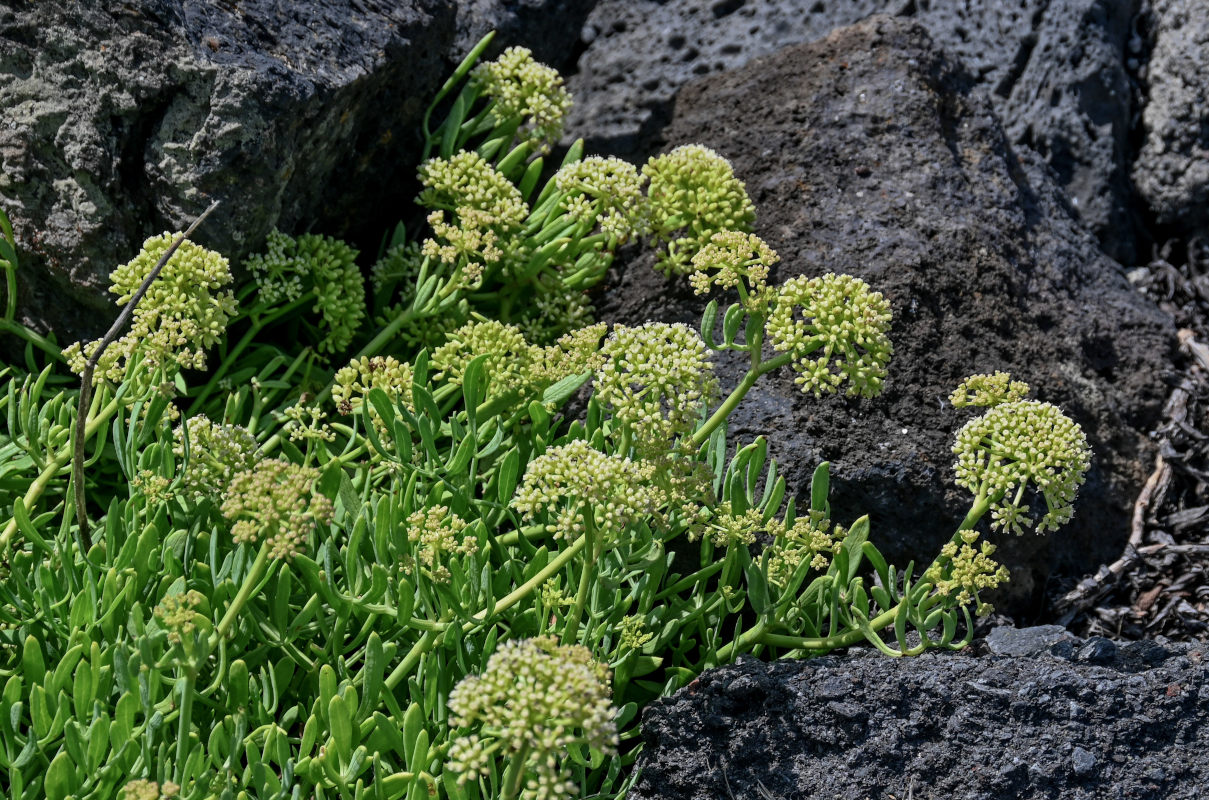 Изображение особи Crithmum maritimum.