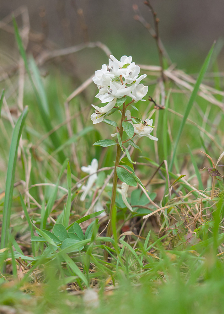 Image of genus Corydalis specimen.